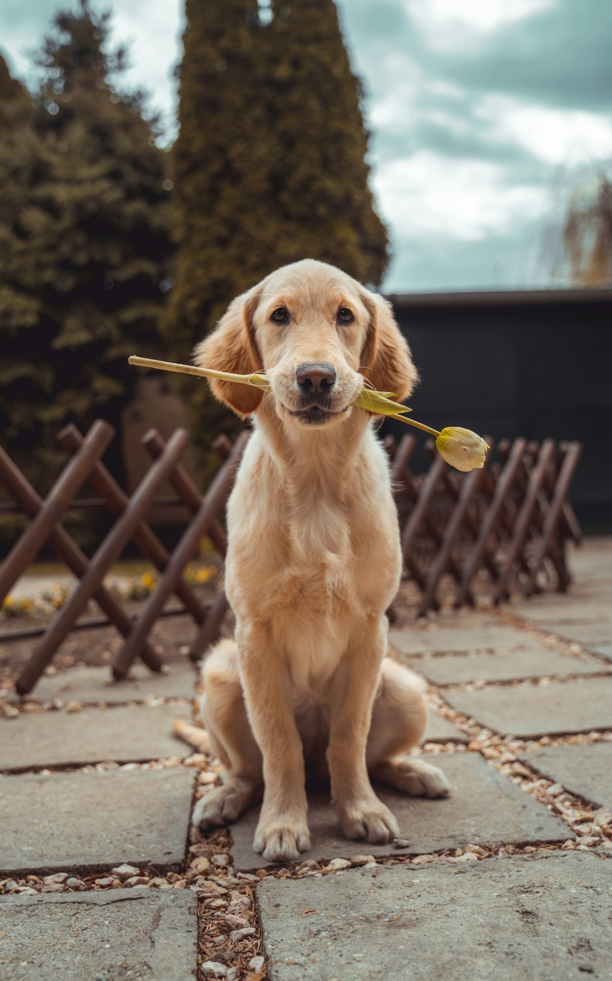 Rex, labrador retriever, avatar în fișa de exemplu